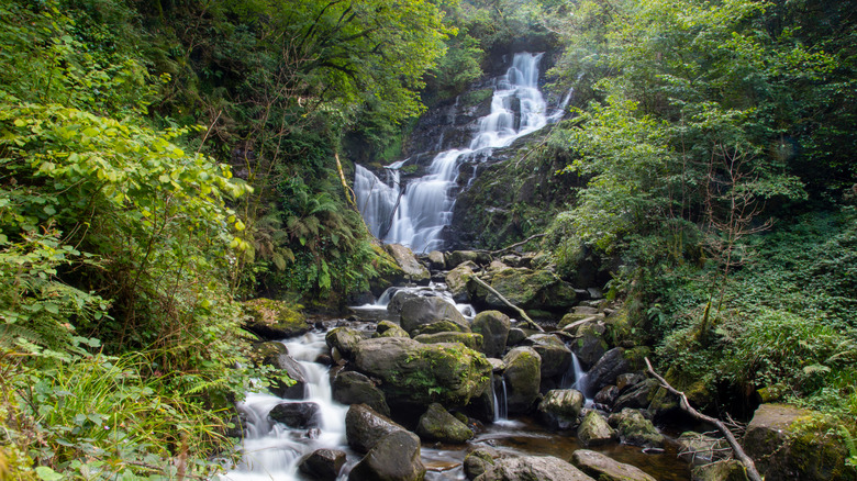 Torc Waterfall splashing over mossy rocks and ferns in Killarney, Ireland