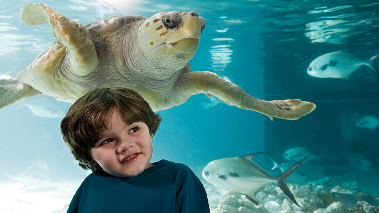 A small boy poses next to a sea turtle and fish in an aquarium.