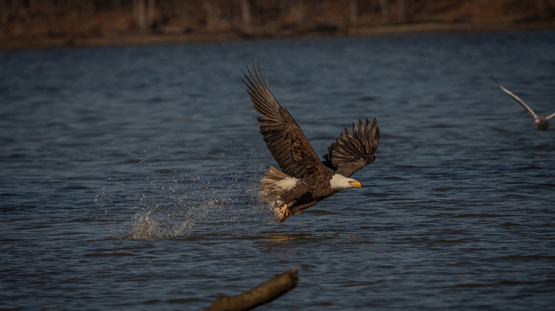 Bald eagles at Pohick Bay on the Potomac River