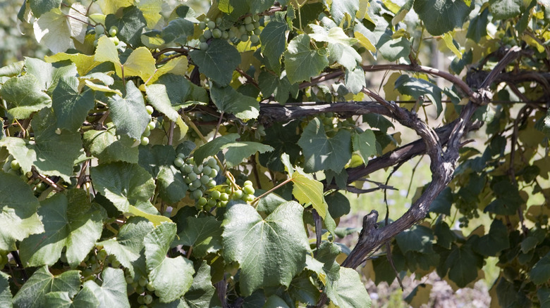 Green grapevines growing in a vineyard in Avon Lake, Ohio