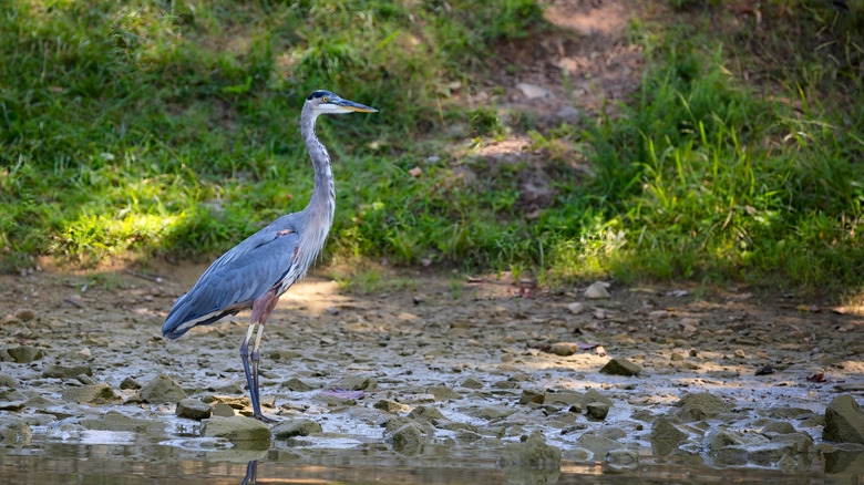 A blue heron in Kingsport, Tennessee