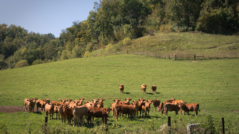 Dairy cows grazing in Wisconsin