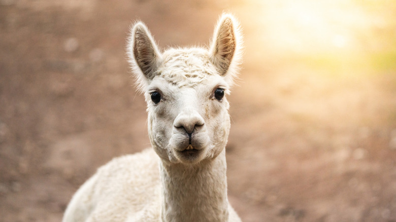 Alpaca in the sunshine