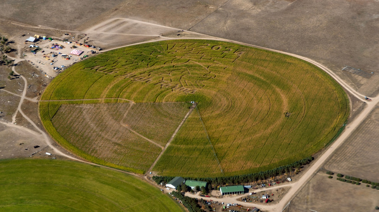Aerial view of corn maze at Mile High Farms Fall Festival
