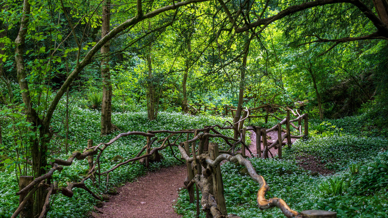 Dirt path through the trees at Puzzlewood, Coleford, England