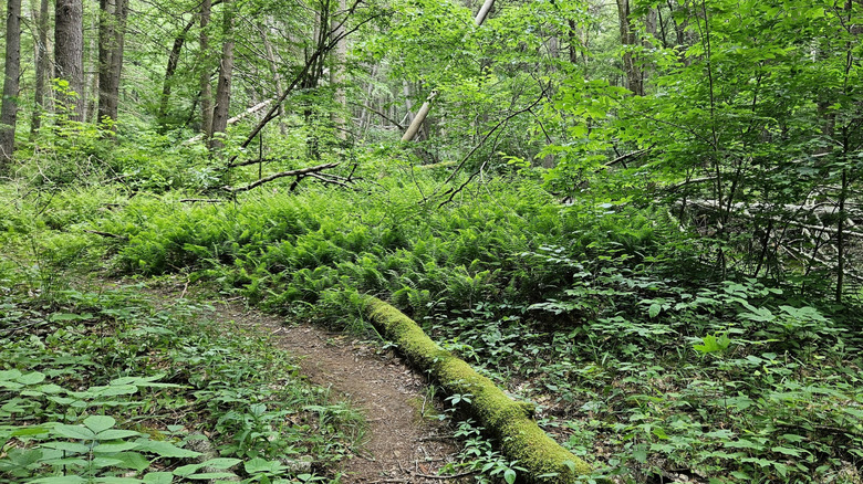 Shady trail in Hyner Run State Park in Pennsylvania