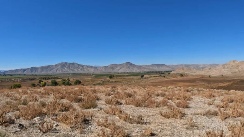 Shrubs across the Walker River State Recreation Area, and mountains in the background