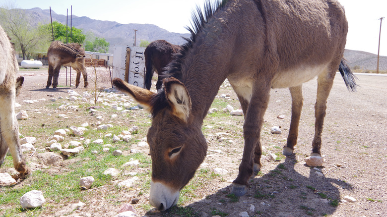 Donkeys grazing alongside Beatty road