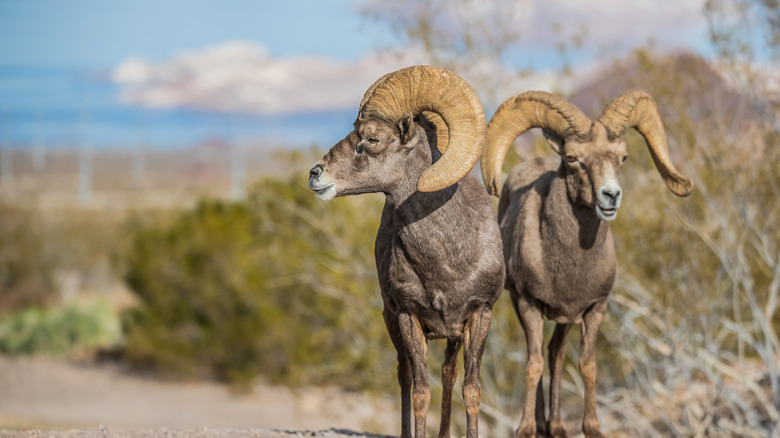 Big horn sheep searching for food