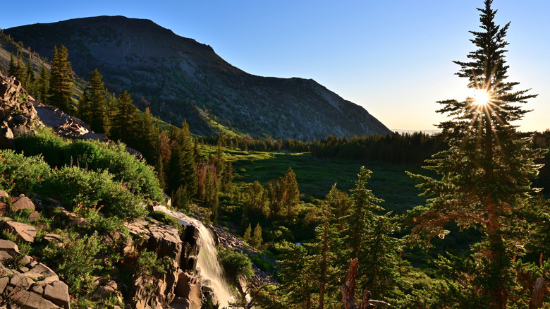 Waterfall and pine trees near mountain