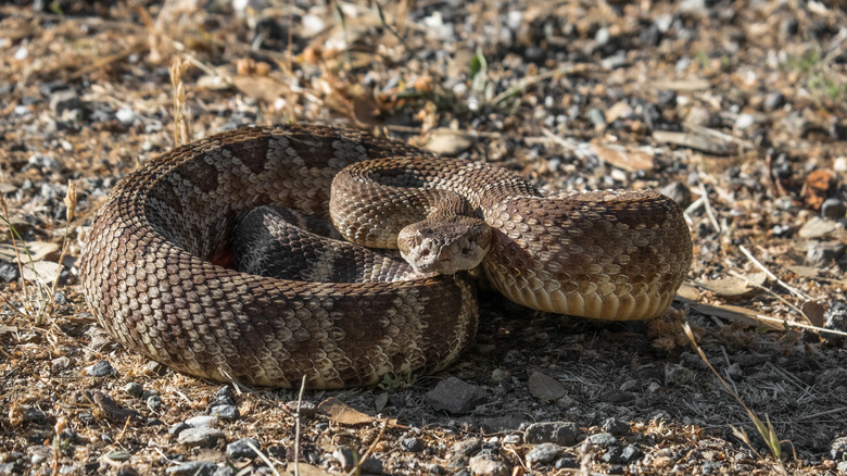 Rattlesnake coiled up in Sierra Nevada mountains