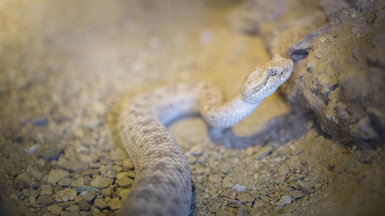 Sidewinder rattlesnake in Nevada desert