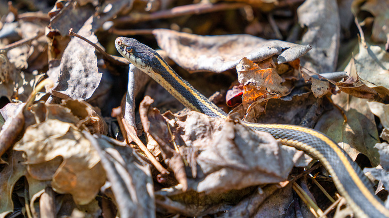 Garter snake in the Tahoe National Forest