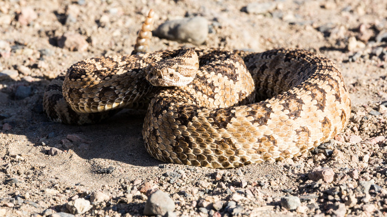 A rattlesnake on the road beside Pyramid Lake in Nevada