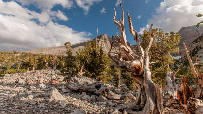 Gnarled bristlecone pine trees grow in the rocks at the base of Wheeler Peak, in Great Basin National Park