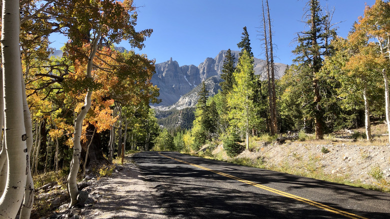 A scenic road lined by aspen and other trees leading to a mountain near Wheeler Peak Glacier, in Great Basin National Park