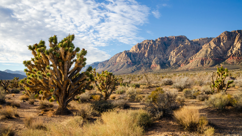 Hiking trails run through Nevada's Spring Mountain Ranch State Park, not far from Las Vegas
