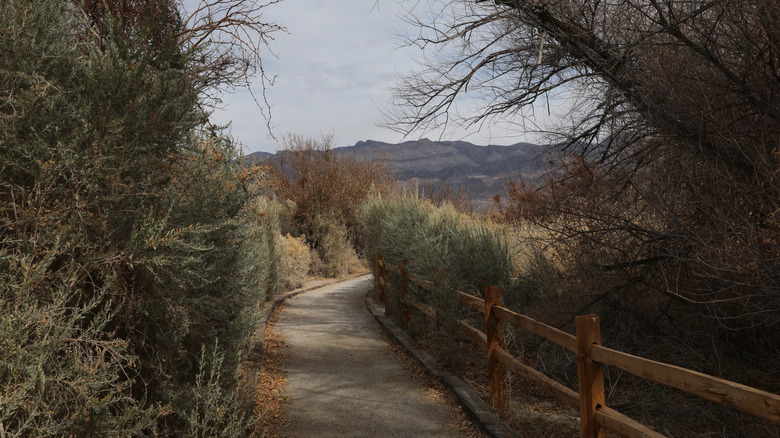 Jackrabbit Loop trail at Desert National Wildlife Refuge.