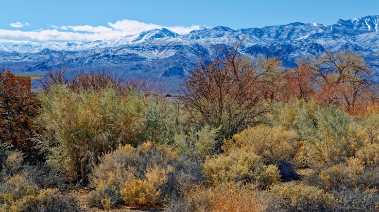 Desert National Wildlife Refuge in Nevada with the Sheep Mountains off in the distance