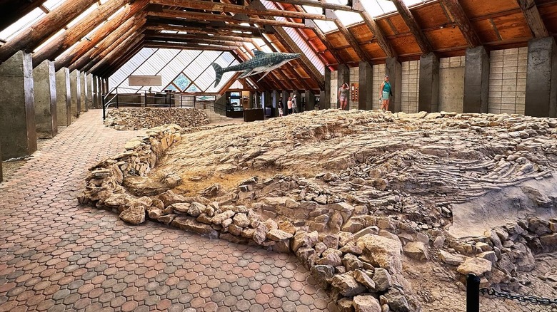 room with fossils displayed on ground