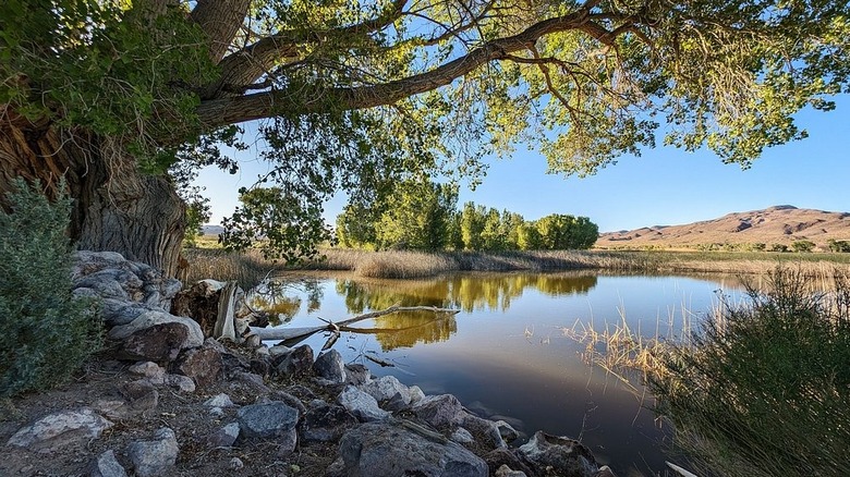 Lake at sunset at the Pahranagat National Wildlife Refuge
