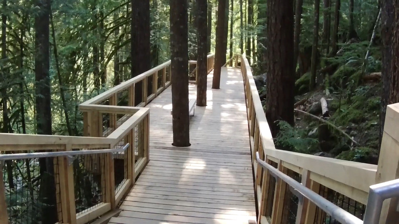 The Squamish Canyon boardwalk among rainforest trees in British Columbia