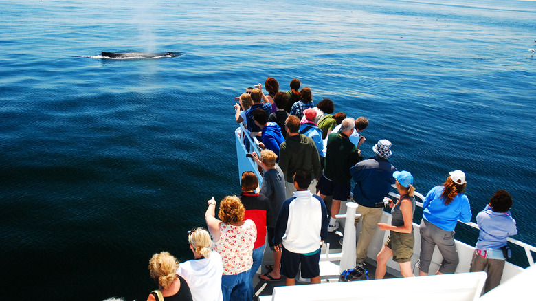 Whale watchers in Provincetown, Massachusetts