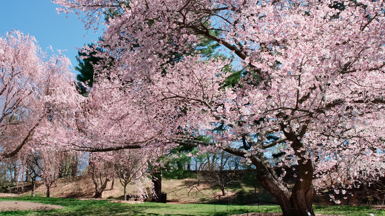 cherry blossoms at Arnold Arboretum