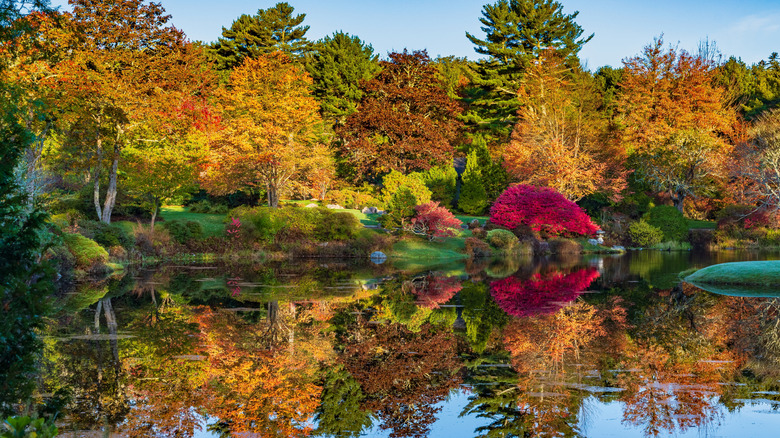 Asticou Azalea Garden pond in autumn