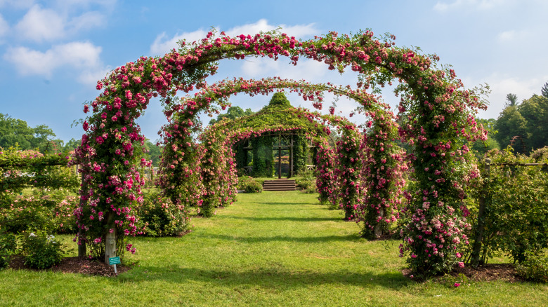 arches at Helen S Kaman Rose Garden