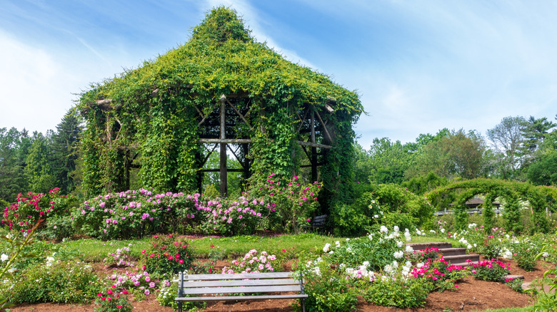 gazebo and roses at Helen S Kaman Rose Garden