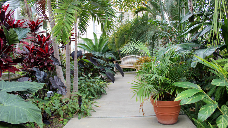 plants in Roger Williams Botanical Garden