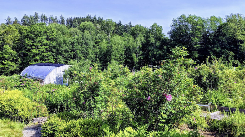 A garden at Domaine La Garagista with greenery and pink flower bushes