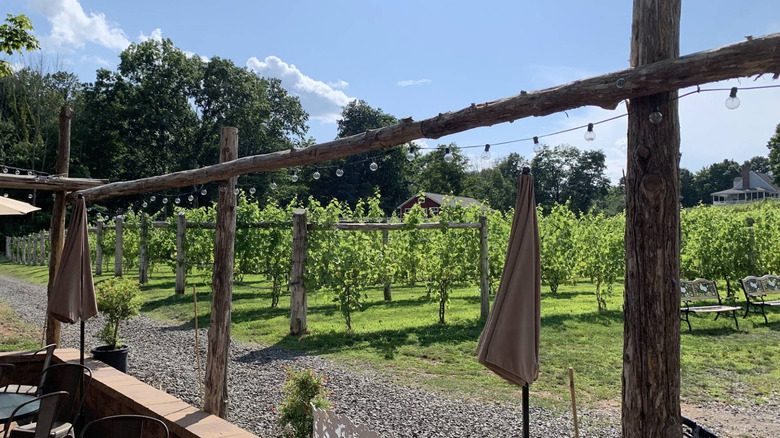 A view of Rosabianca Vineyards from the patio