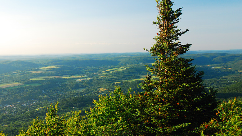 An evergreen rises out of a slope near the summit of Mount Greylock, Massachusetts