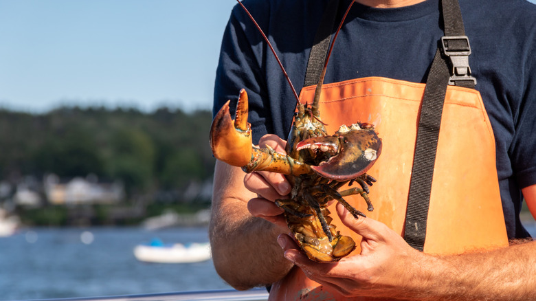 Man catching lobster in Maine