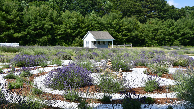 Lavender in bloom in Killingworth