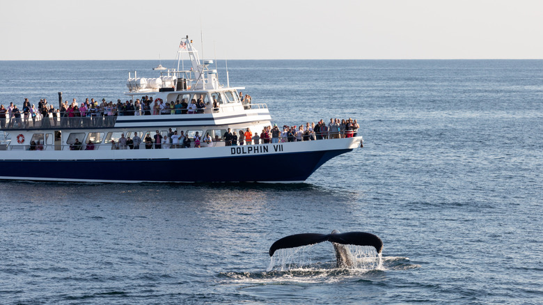 Whale watching cruise in Boston