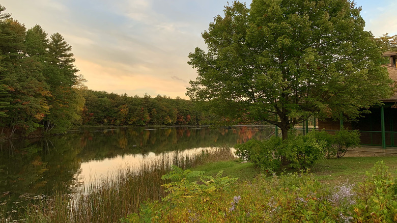 Foliage at Livingston Park in Manchester, New Hampshire