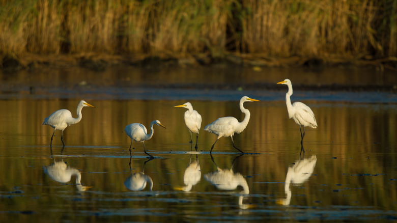 Five Great White Egrets standing in a saltmarsh at low tide.