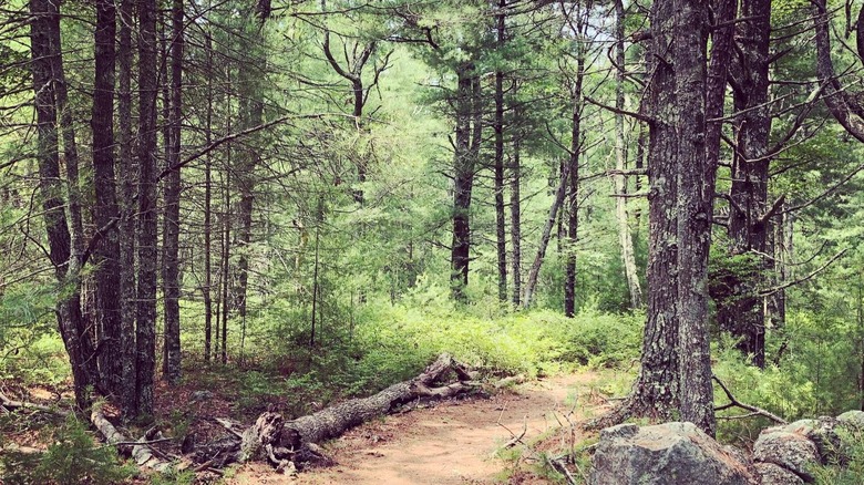 A flat path winds through a pine forest at Great Neck Wildlife Sanctuary, near Cape Cod.
