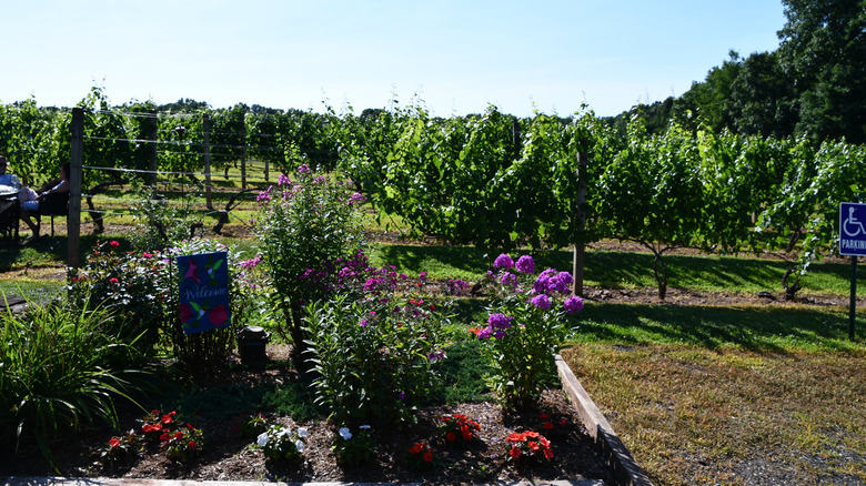 Grape vines at Paradise Hills Vineyards