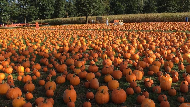 Pumpkin patch at Fair Weather Growers' Farm