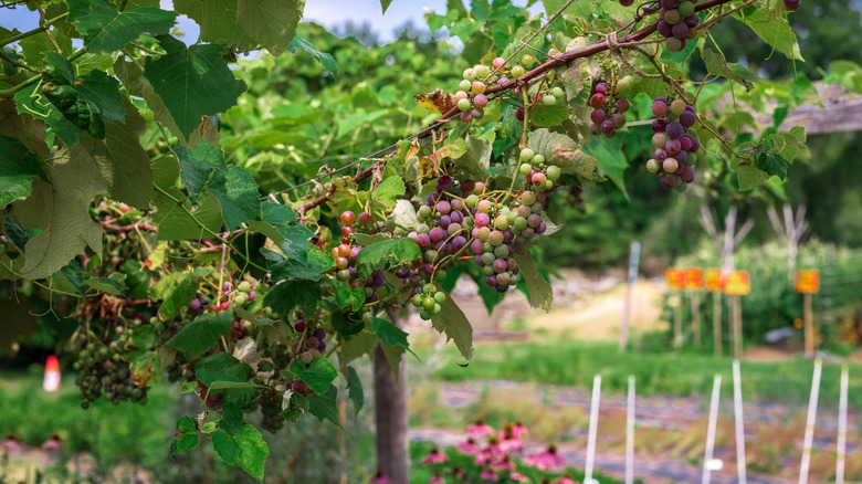 Grapes growing on a farm in Rhode Island