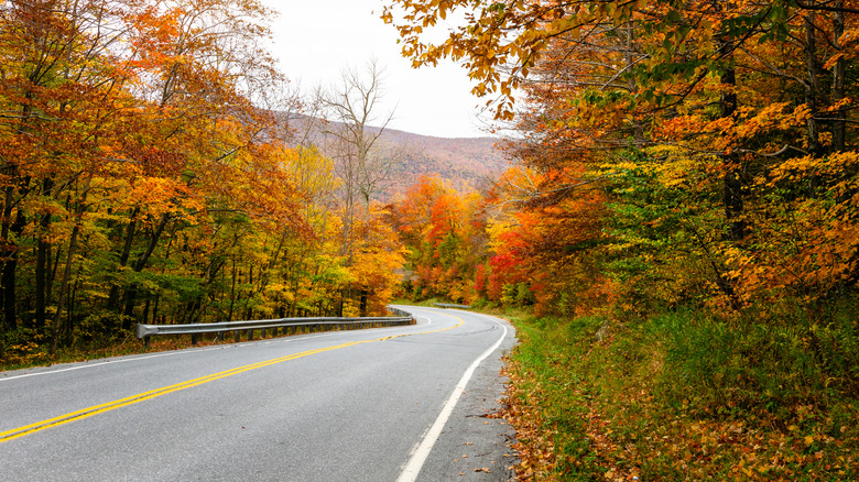 scenic fall drive in Vermont surrounded by maple trees