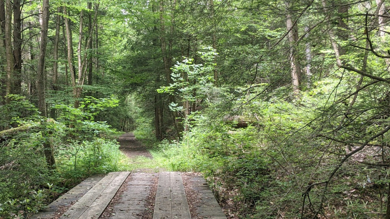 a hiking path winding through forests of New Germany State Park, Maryland