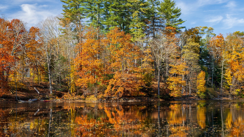 Trees along Maine Hollis Saco River