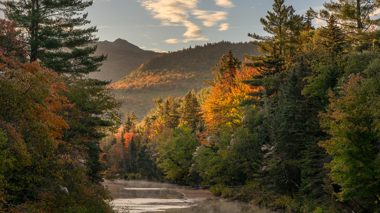 Trees and a river in the White Mountains, New Hampshire