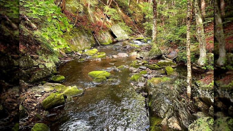 Water flowing on the Eliza Adams Gorge Trail