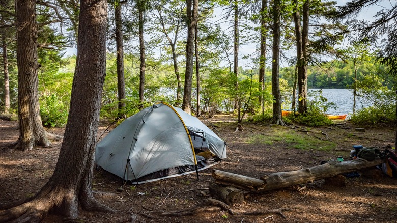 Wooded campsite near a lake in New Hampshire